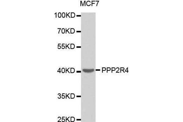 PPP2R4 antibody  (AA 1-323)