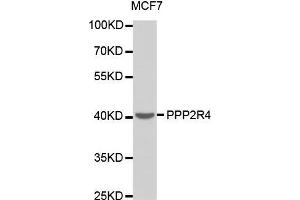 Western blot analysis of extracts of MCF7 cell line, using PPP2R4 antibody. (PPP2R4 antibody  (AA 1-323))