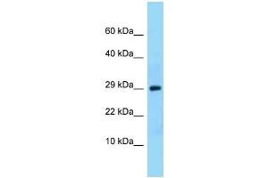 WB Suggested Anti-Ntf3 Antibody Titration: 1. (Neurotrophin 3 antibody  (N-Term))