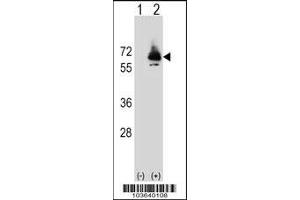 Western blot analysis of PCK2 using rabbit polyclonal PCK2 Antibody (Q39) using 293 cell lysates (2 ug/lane) either nontransfected (Lane 1) or transiently transfected (Lane 2) with the PCK2 gene. (PEPCK antibody  (N-Term))