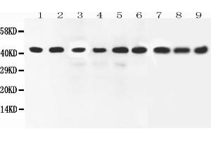 Anti-ERK2 antibody, All Western blottingAll lanes: Anti-MAPK1 at 0. (ERK2 antibody  (C-Term))