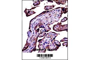 C9 Antibody immunohistochemistry analysis in formalin fixed and paraffin embedded human placenta tissue followed by peroxidase conjugation of the secondary antibody and DAB staining. (C9 antibody  (AA 191-220))