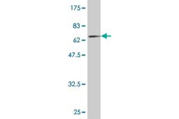 PNMA2 antibody  (AA 1-364)