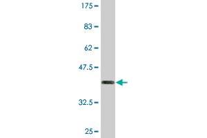 Western Blot detection against Immunogen (36. (BSND antibody  (AA 221-320))