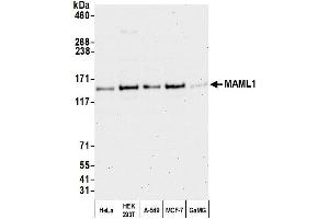 anti-Mastermind-Like 1 (MAML1) (AA 75-125) antibody