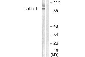 Western blot analysis of extracts from HeLa cells, using Cullin 1 antibody (#C0162). (Cullin 1 antibody)