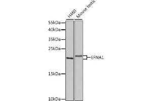 Western blot analysis of extracts of various cell lines, using EFN antibody (ABIN6127874, ABIN6139961, ABIN6139962 and ABIN6220974) at 1:1000 dilution. (Ephrin A1 antibody  (AA 19-182))