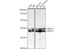 Western blot analysis of extracts of various cell lines, using ERK1/2 Rabbit mAb antibody (ABIN7268620) at 1:10000 dilution. (ERK1 antibody)