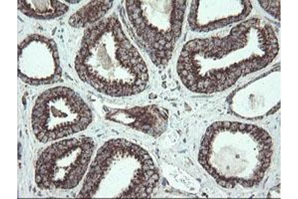 NDUFB10 antibody