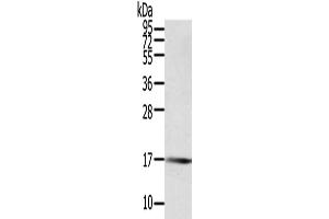 Western Blotting (WB) image for anti-Protein Tyrosine Phosphatase, Mitochondrial 1 (PTPMT1) antibody (ABIN2424009)