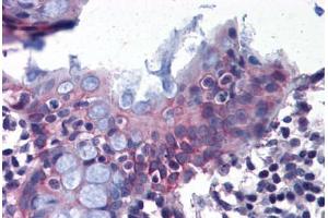Anti-DPEP1 antibody  ABIN960763 IHC staining of human colon. (DPEP1 antibody  (Internal Region))
