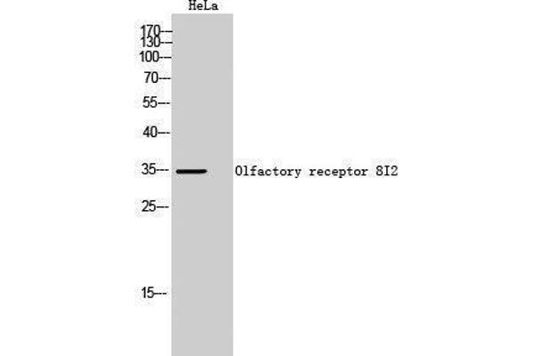 OR8I2 antibody  (Internal Region)