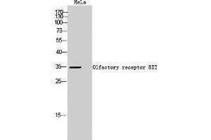 Western Blotting (WB) image for anti-Olfactory Receptor, Family 8, Subfamily I, Member 2 (OR8I2) (Internal Region) antibody (ABIN3186198)