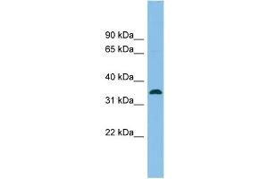 WB Suggested Anti-SRR Antibody Titration: 0. (SRR antibody  (Middle Region))