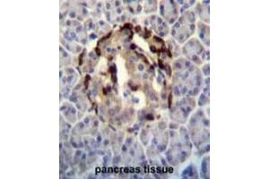 STXBP3 Antibody (Center) immunohistochemistry analysis in formalin fixed and paraffin embedded human pancreas tissue followed by peroxidase conjugation of the secondary antibody and DAB staining. (STXBP3 antibody  (Middle Region))