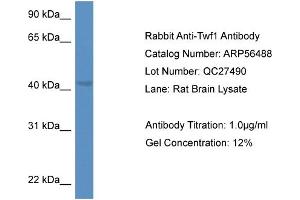Western Blotting (WB) image for anti-Twinfilin, Actin-Binding Protein 1 (TWF1) (C-Term) antibody (ABIN2786733) (TWF1 antibody  (C-Term))