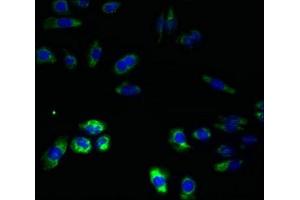 Immunofluorescent analysis of HepG2 cells using ABIN7151184 at dilution of 1:100 and Alexa Fluor 488-congugated AffiniPure Goat Anti-Rabbit IgG(H+L) (RNF26 antibody  (AA 246-433))