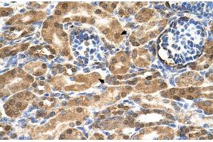 Human kidney (SDF2 antibody  (N-Term))