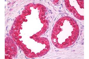 Anti-NOL3 antibody IHC of human prostate. (NOL3 antibody  (AA 191-208))