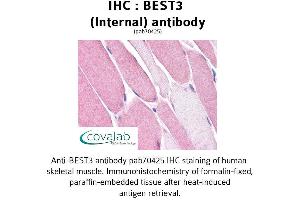 Image no. 1 for anti-Bestrophin 3 (BEST3) (Internal Region) antibody (ABIN1732304) (Bestrophin 3 antibody  (Internal Region))