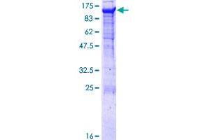 PCDHGA8 Protein (AA 1-820) (GST tag)