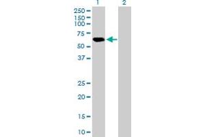 Western Blot analysis of APBB3 expression in transfected 293T cell line by APBB3 MaxPab polyclonal antibody. (APBB3 antibody  (AA 1-486))