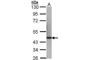 WB Image Sample (30 ug of whole cell lysate) A: Hep G2 , 10% SDS PAGE antibody diluted at 1:1000 (RABEPK antibody)