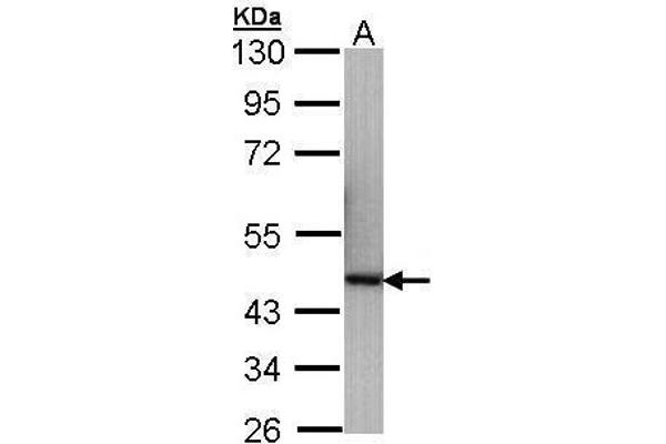 RABEPK antibody