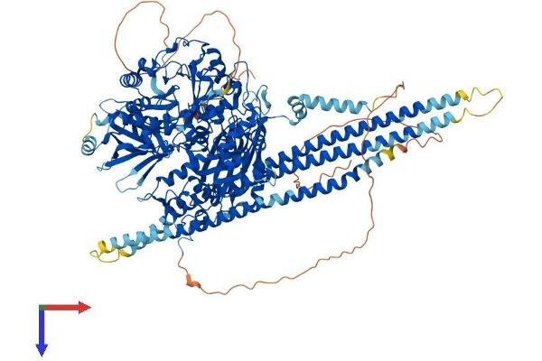 Phospholipase C beta 1 Protein (AA 1-1216) (His tag)