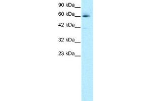 WB Suggested Anti-HCLS1 Antibody Titration:  0. (HCLS1 antibody  (N-Term))