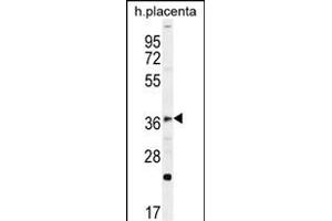 FOXI1 Antibody (Center) (ABIN656114 and ABIN2845453) western blot analysis in human placenta tissue lysates (35 μg/lane). (FOXI1 antibody  (AA 224-253))