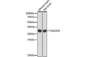 Western blot analysis of extracts of various cell lines using TAS2R10 Polyclonal Antibody at dilution of 1:1000. (TAS2R10 antibody)