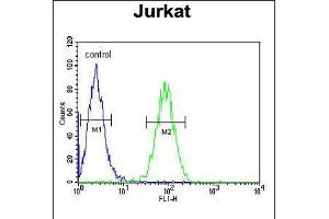 Flow cytometric analysis of Jurkat cells (right histogram) compared to a negative control cell (left histogram). (Claudin 22 (CLDN22) (AA 90-117) antibody)