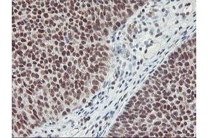 Image no. 7 for anti-Ring Finger Protein 113B (RNF113B) antibody (ABIN1500718) (RNF113B antibody)