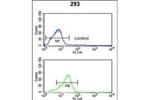 P3R2 Antibody (N-term) (ABIN653332 and ABIN2842820) flow cytometric analysis of 293 cells (bottom histogram) compared to a negative control cell (top histogram). (Calcineurin B antibody  (N-Term))