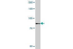 GOLGA5 MaxPab polyclonal antibody. (GOLGA5 antibody  (AA 1-731))