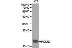 Western Blotting (WB) image for anti-Polymerase (RNA) II (DNA Directed) Polypeptide I, 14.5kDa (POLR2I) antibody (ABIN1874188) (POLR2I antibody)