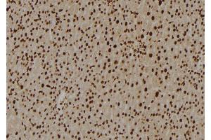ABIN6276967 at 1/100 staining Rat liver tissue by IHC-P.