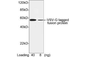 Image no. 1 for anti-VSV-G Epitope Tag antibody (ABIN294543) (VSV-g Tag antibody)