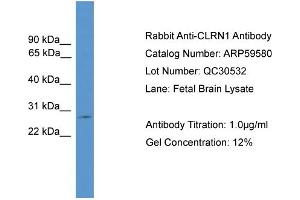 Clarin 1 anticorps  (C-Term)