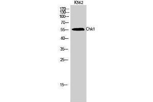 Western Blotting (WB) image for anti-Checkpoint Kinase 1 (CHEK1) (Ser246) antibody (ABIN3183898) (CHEK1 antibody  (Ser246))