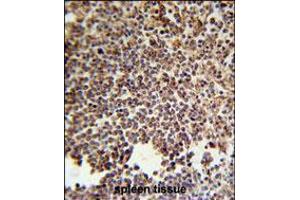 KIR2DS3 Antibody immunohistochemistry analysis in formalin fixed and paraffin embedded human spleen tissue followed by peroxidase conjugation of the secondary antibody and DAB staining. (KIR2DS3 antibody  (C-Term))