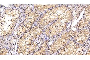 Detection of CLU in Human Testis Tissue using Polyclonal Antibody to Clusterin (CLU) (Clusterin antibody  (AA 228-449))