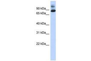 Image no. 1 for anti-SIX Homeobox 4 (SIX4) (N-Term) antibody (ABIN6740588) (SIX4 antibody  (N-Term))
