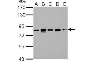 Western Blotting (WB) image for anti-CD2-Associated Protein (Cd2ap) antibody (ABIN2856284)