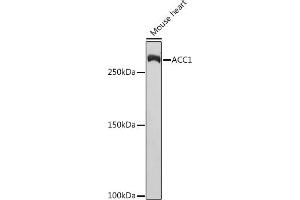 Western blot analysis of extracts of Mouse heart, using  Rabbit mAb (ABIN7265369) at 1:1000 dilution. (Acetyl-CoA Carboxylase alpha antibody)