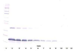Image no. 1 for anti-Interleukin 16 (IL16) antibody (ABIN465149) (IL16 antibody)