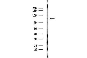 anti-Germ Cell Associated 2 (Haspin) (GSG2) (N-Term) antibody