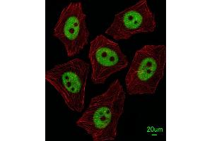 Immunofluorescence (IF) image for anti-X-Ray Repair Complementing Defective Repair in Chinese Hamster Cells 1 (XRCC1) (AA 407-435) antibody (ABIN651735)