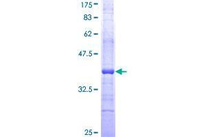 Caspase 2 Protein (AA 121-220) (GST tag)